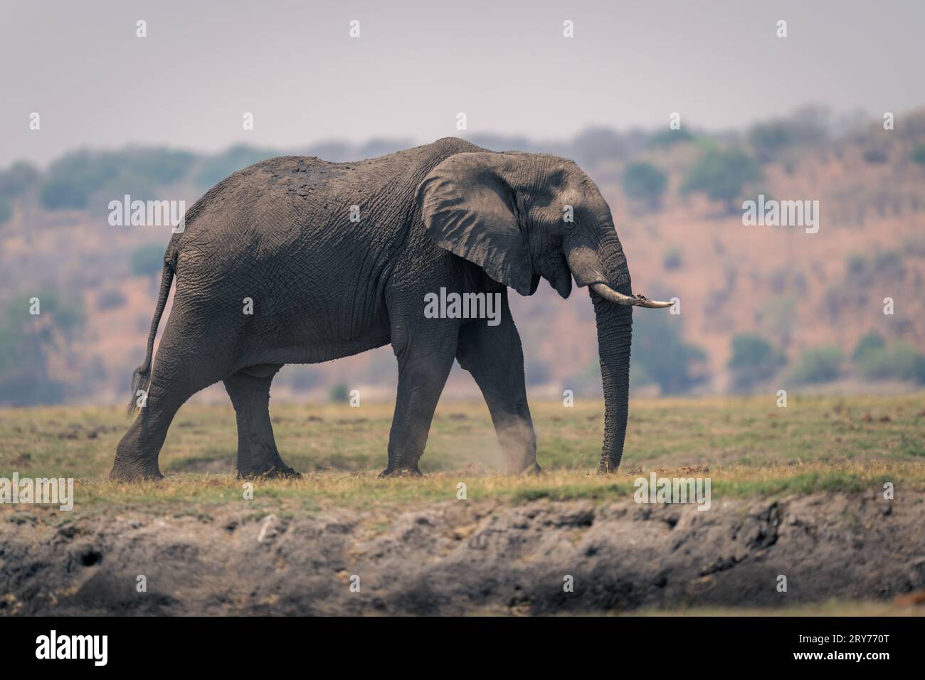 Muddy African bush elephant walks across floodplain Stock Photo - Alamy