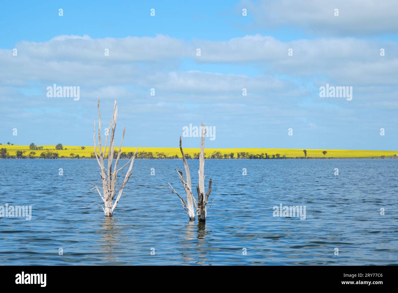 Dead trees in the blue water of Lake Mears with yellow canola fields in the background, Lake Mears Nature Reserve, Wheatbelt region, Western Australia. Stock Photo