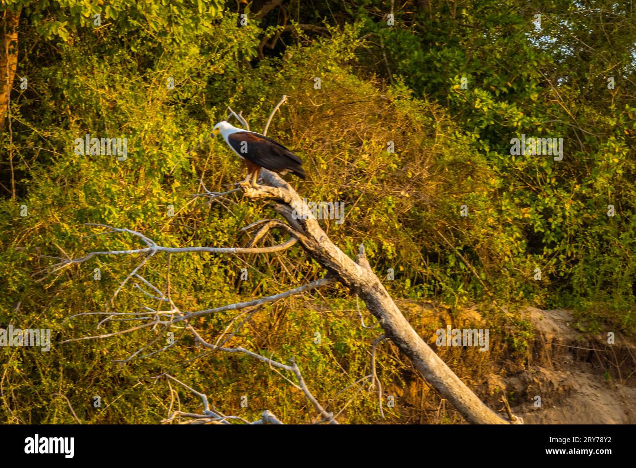 Fish Eagle is sitting on a branch on Rufiji River at Sunset in Tanzania Stock Photo