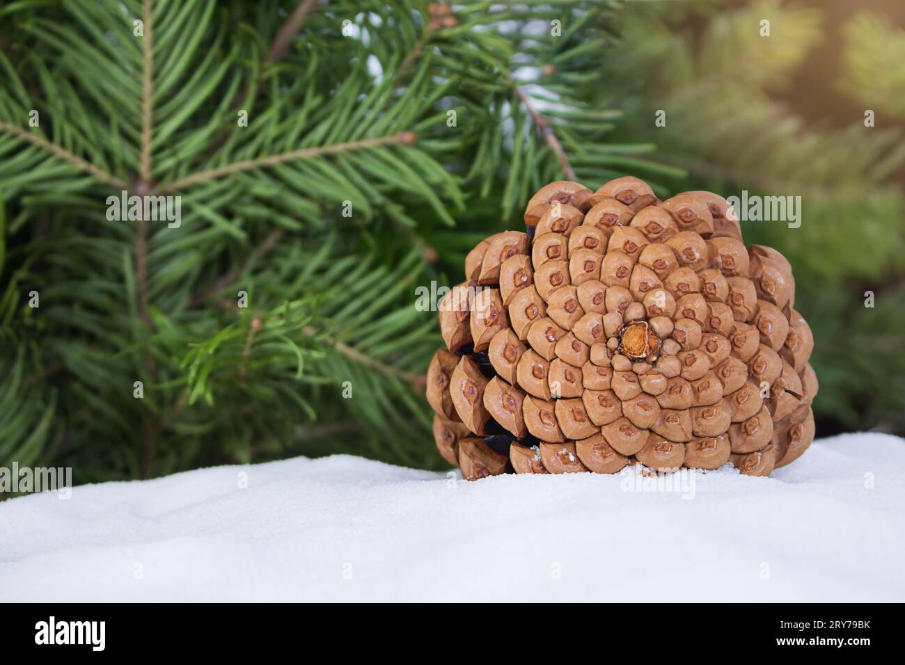 Brown pine cone on snow with pine and spruce branches. Snowy winter holiday celebration card, defocused blurred background. Copy space Stock Photo