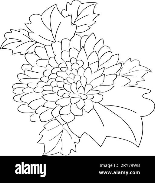 Japanese chrysanthemum tattoo design, drawing chrysanthemum flower