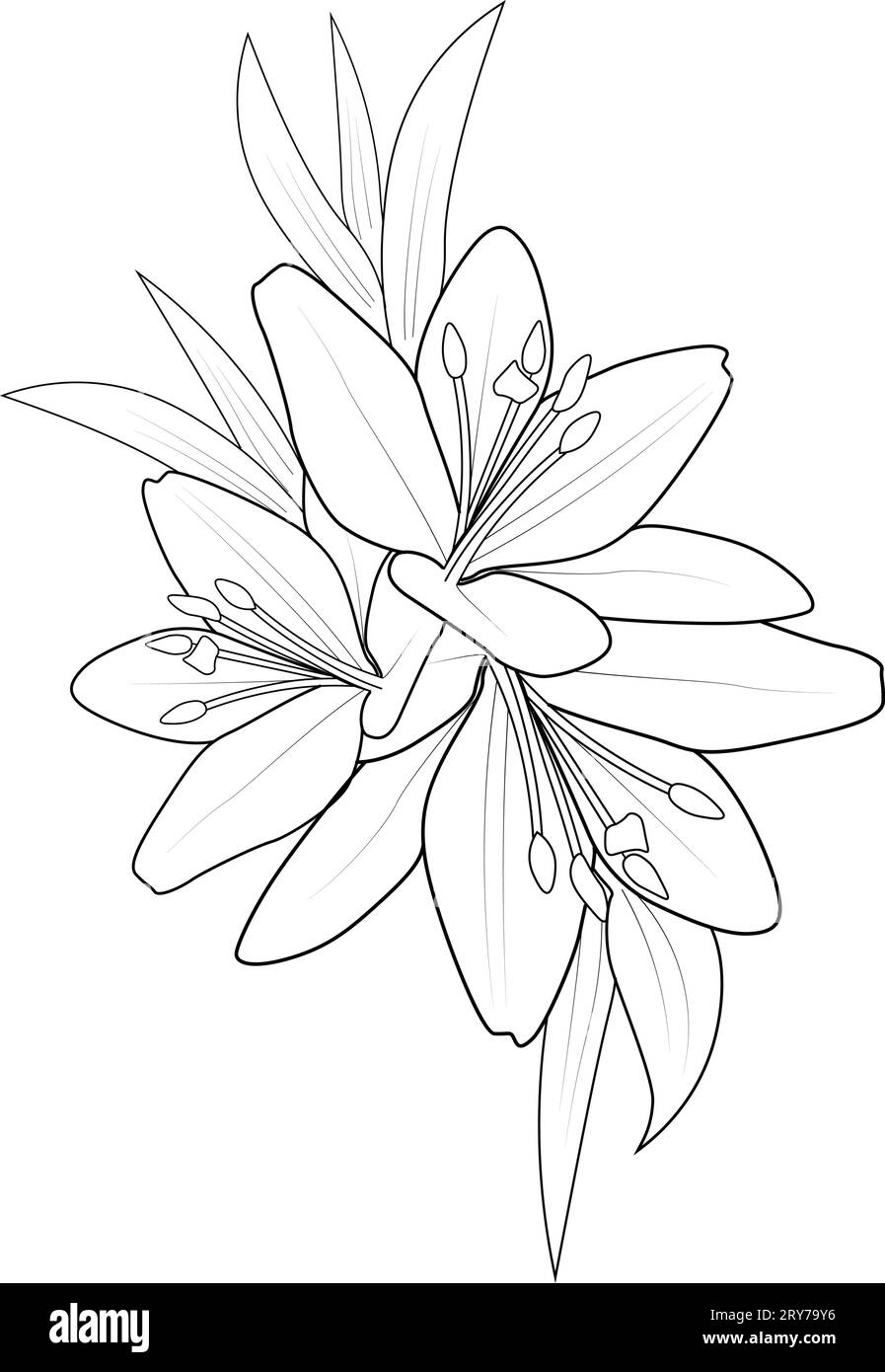 realistic lily drawing, realistic lily flower sketch, outline realistic