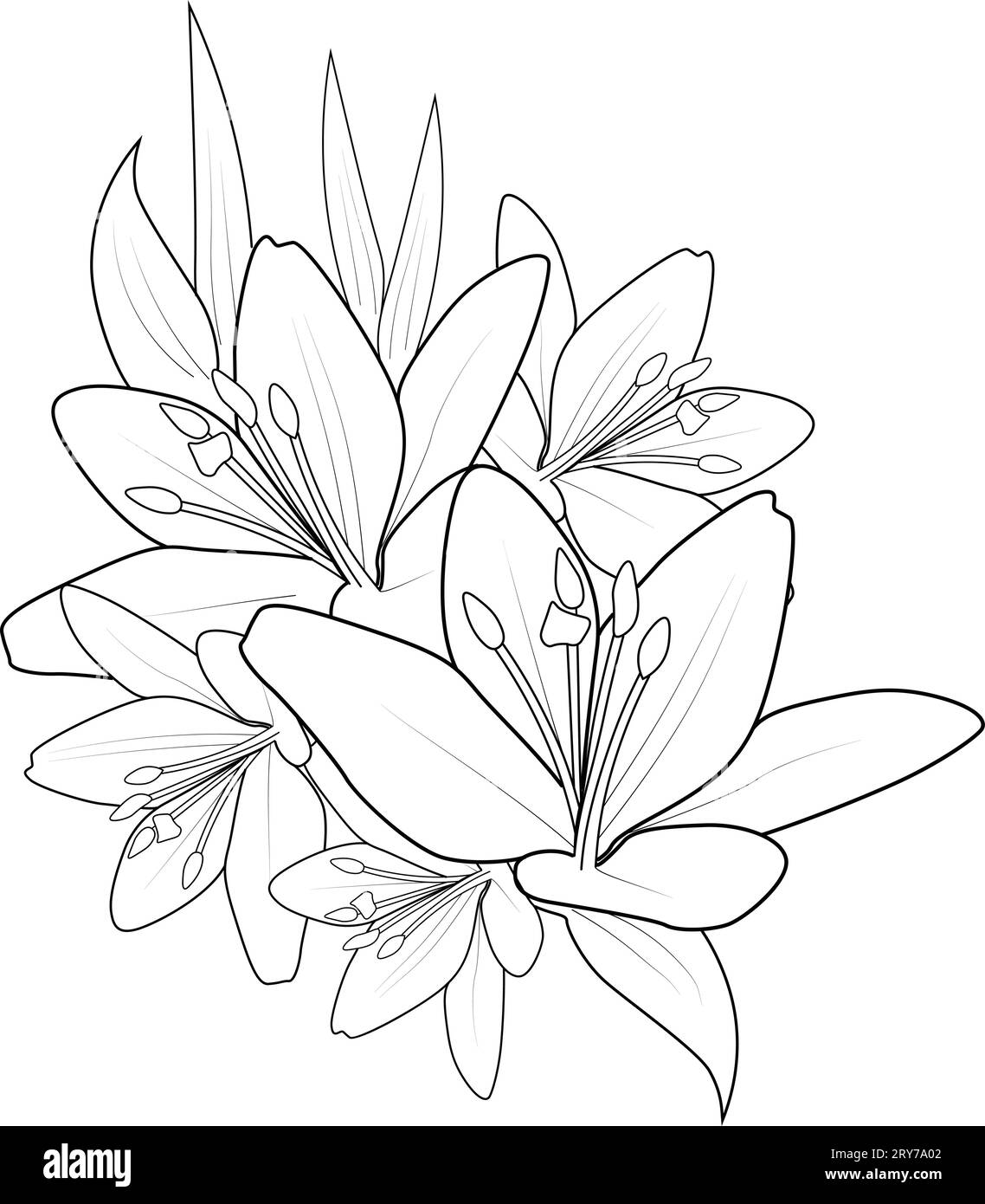 set of lily flower tattoo design, lily flower coloring pages Stock