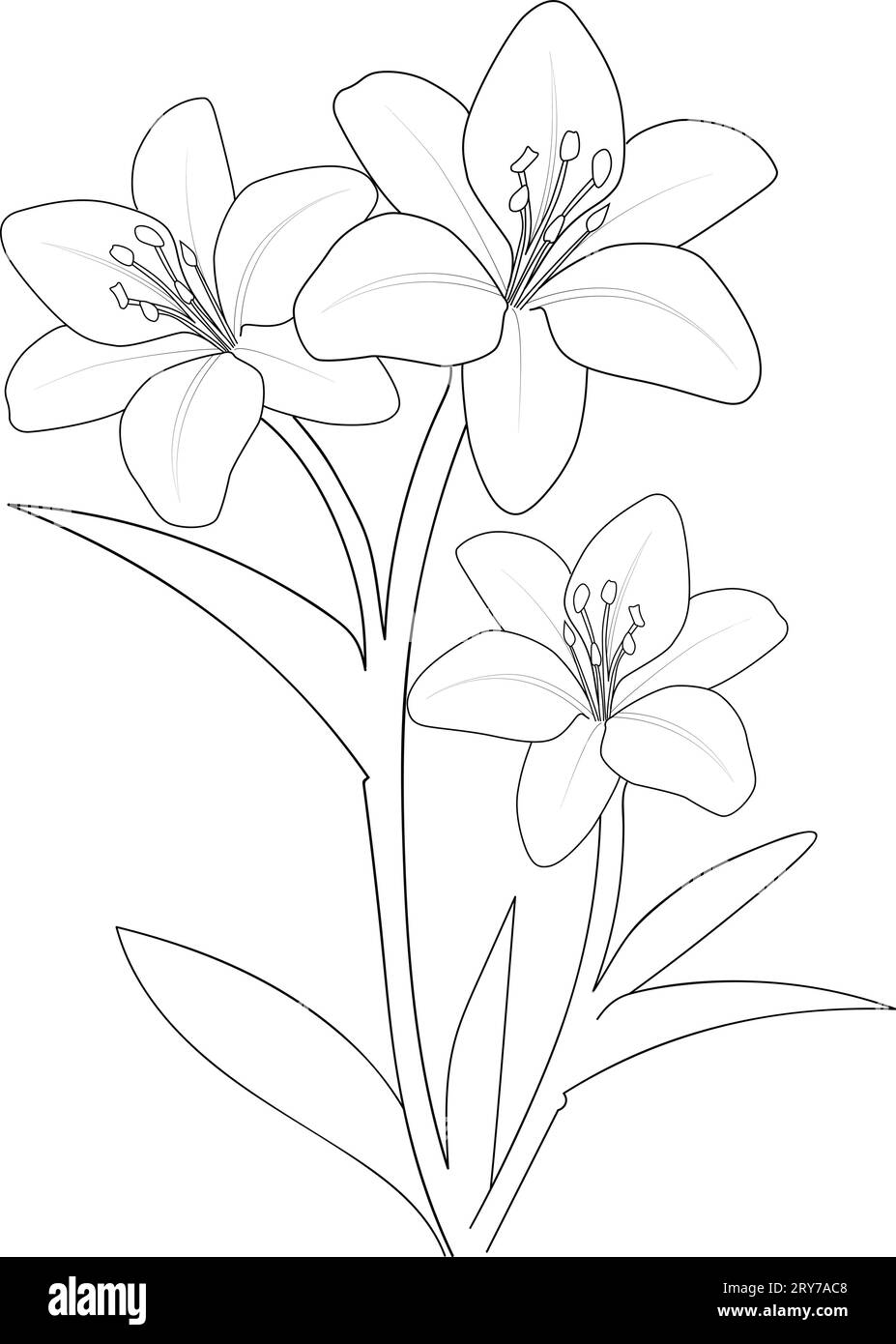 simple lily bouquet drawing, lily flower pencil art, lily flower