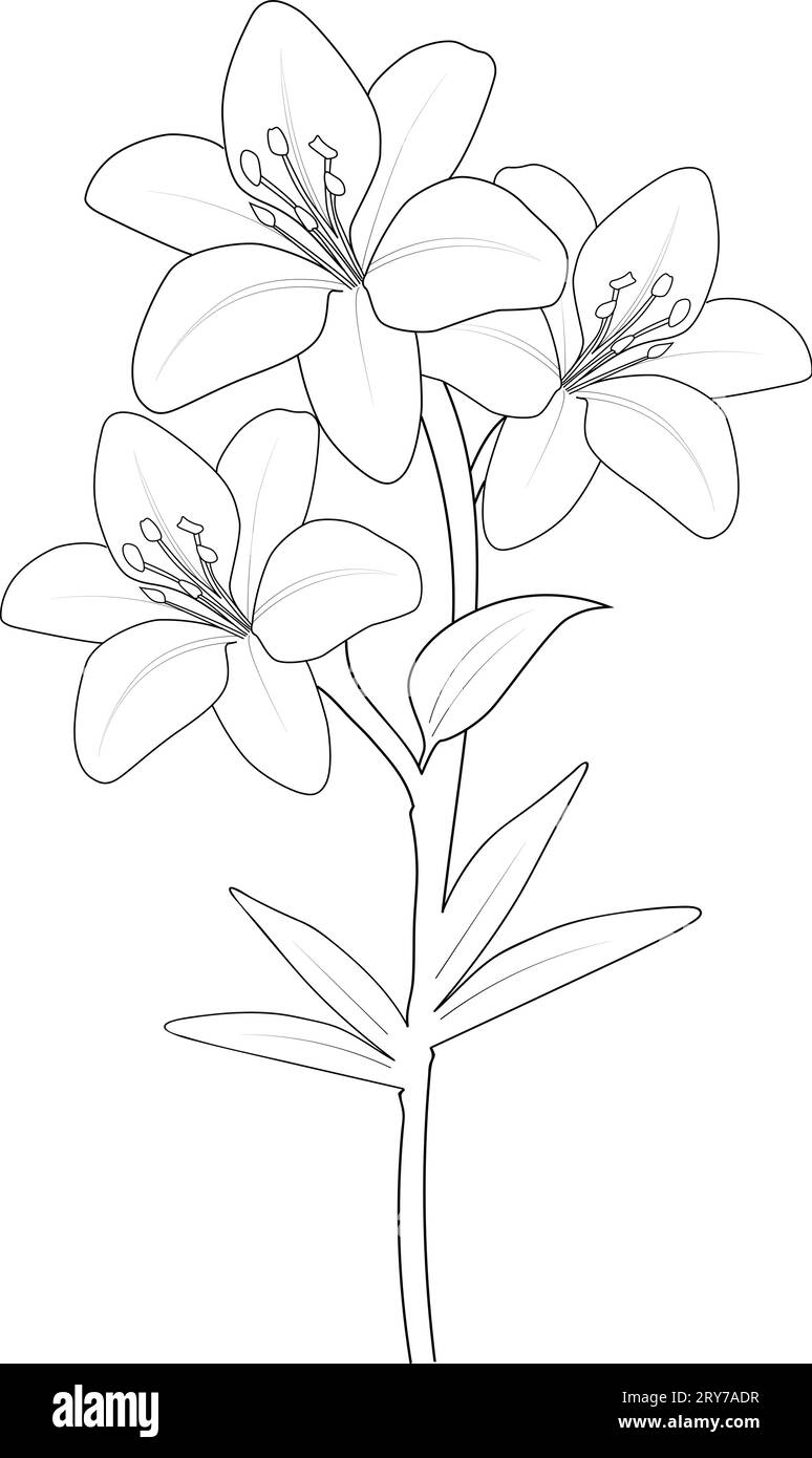 lily flower pencil art, lily flower outline drawing, lily flower