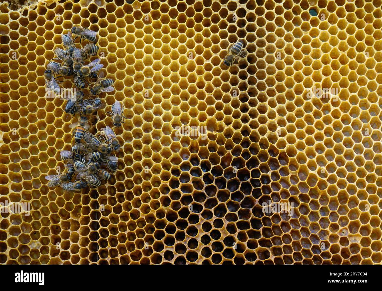 Burgundy honeycomb hi-res stock photography and images - Alamy