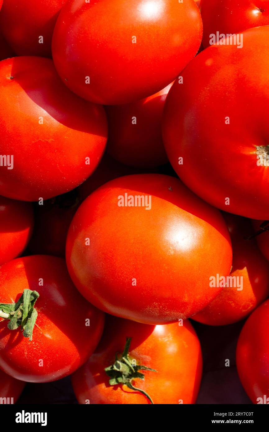 Tomatoes lying on a pile on top of each other, tomato texture. Background Stock Photo
