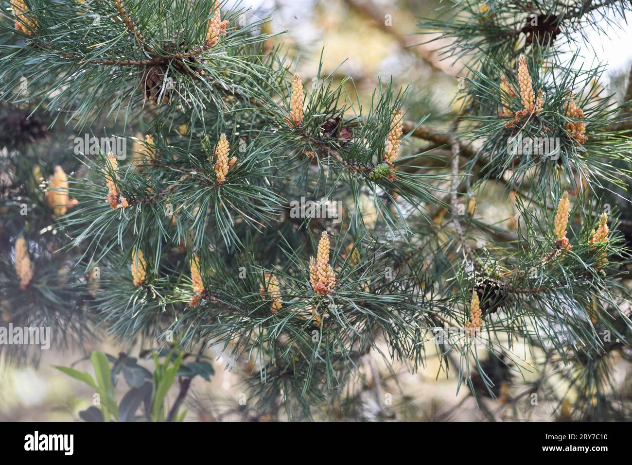 Pine flowers blooming in the garden in forest. Stock Photo