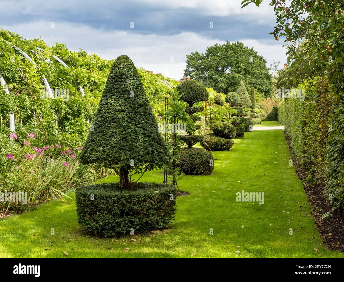 Topiary Yew Trees Stock Photo