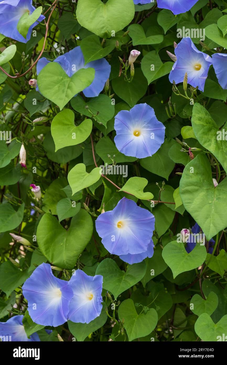 Ipomoea Tricolor Heavenly Blue flowers, photographed in autumn at RHS Wisley garden, Surrey UK. Stock Photo