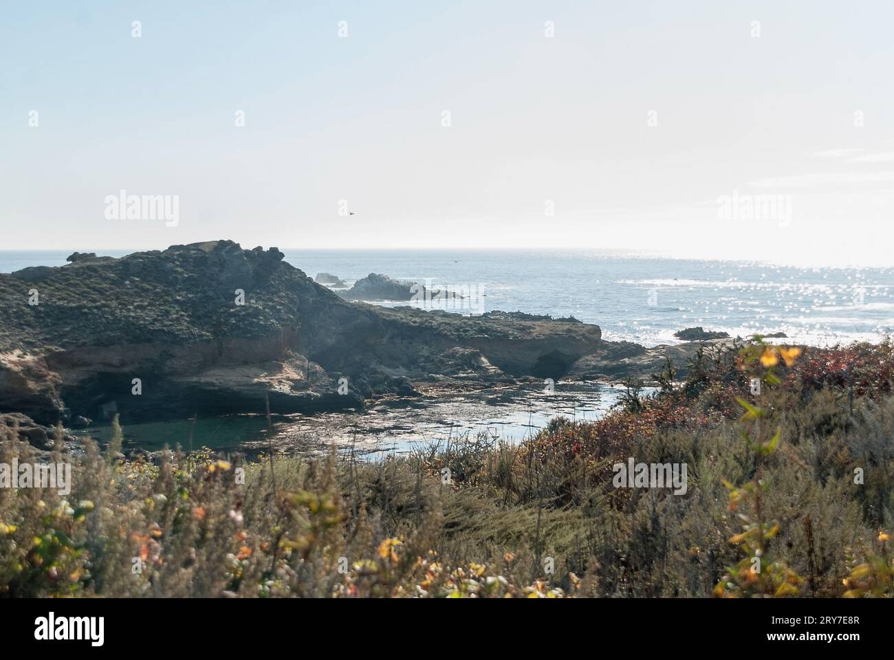 A meadow of shrubs in bloom along the rocky coast of California in the summer Stock Photo