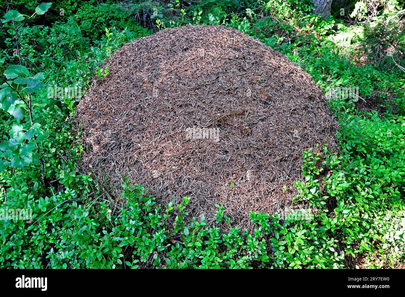 Ant hill hires stock photography and images Alamy