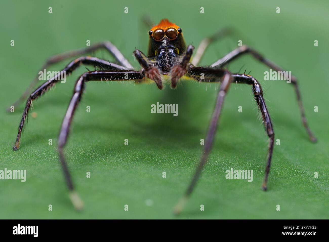 Jumping spider Epeus glorius standing on a leaf Stock Photo