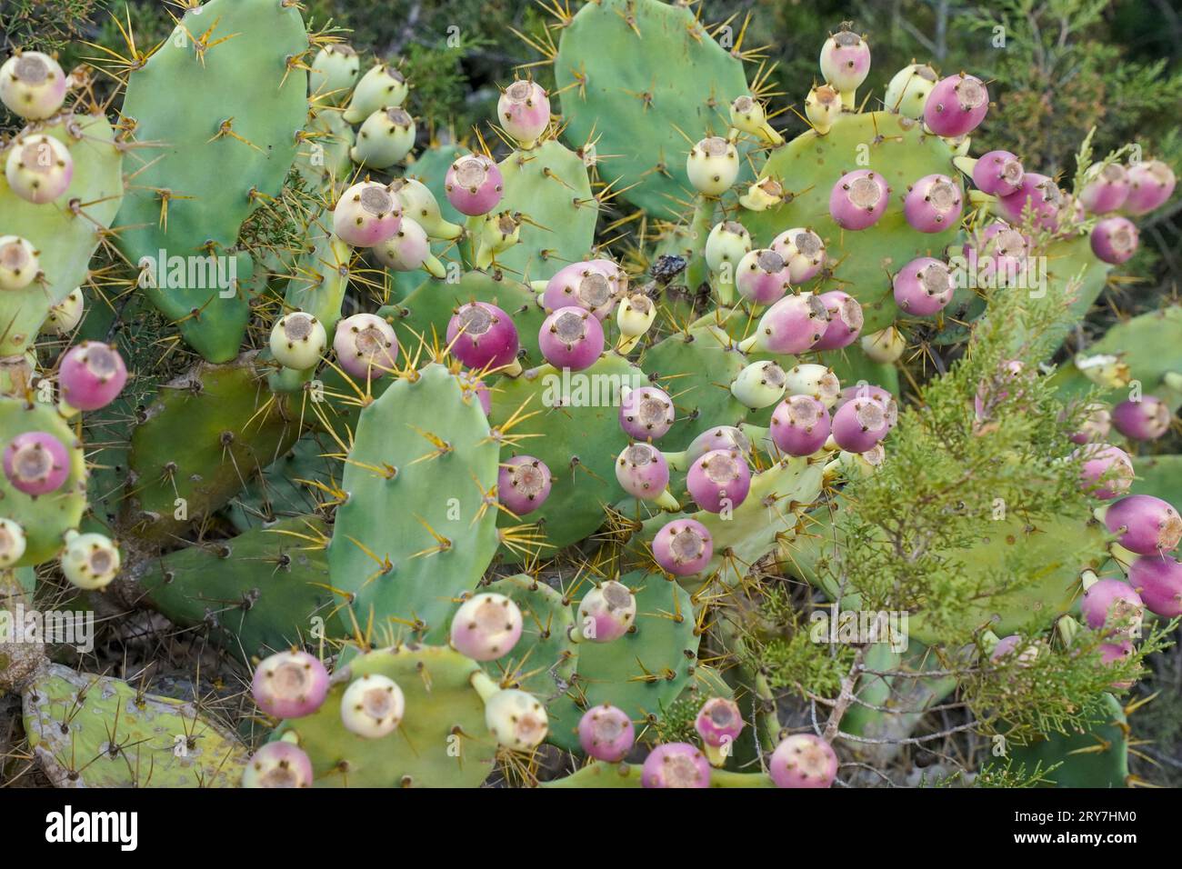 Opuntia dillenii, prickly pear cactus, Spain. Stock Photo