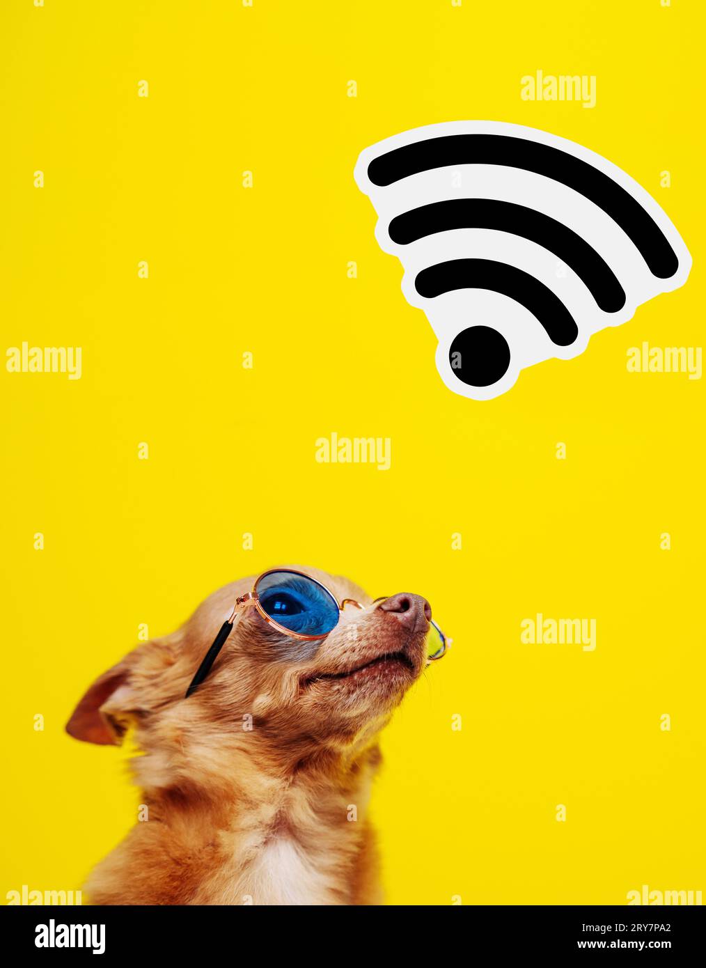 Internet and wires technology conceptual banner. Brown dog in sunglasses looking at wi-fi icon in front of yellow background. Stock Photo