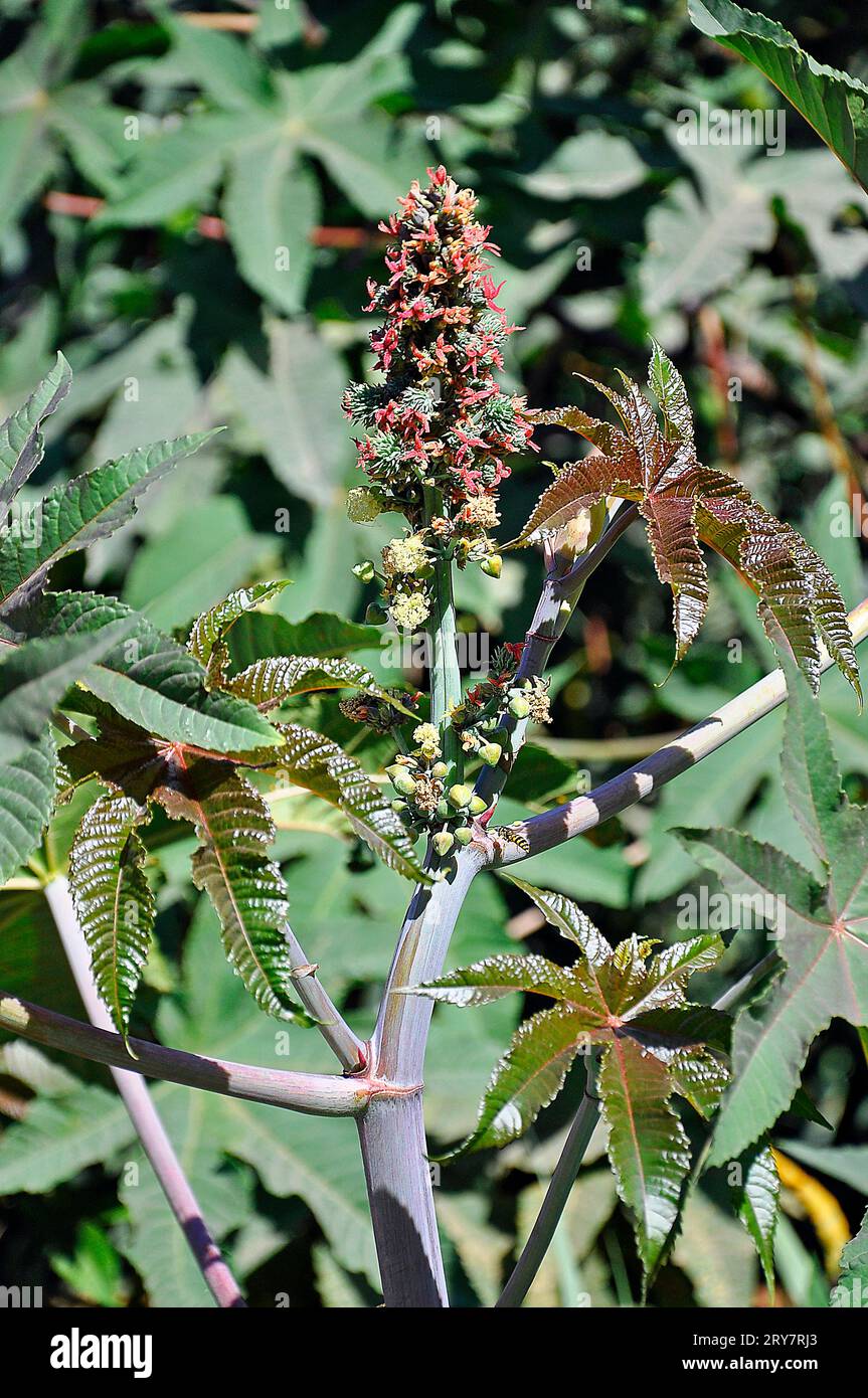 Castor oil, medicinal plant Ricinus Communis Stock Photo Alamy
