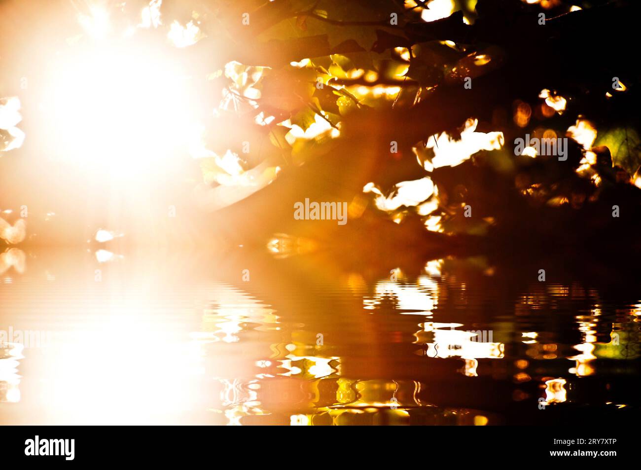 Waves forest hi-res stock photography and images - Alamy