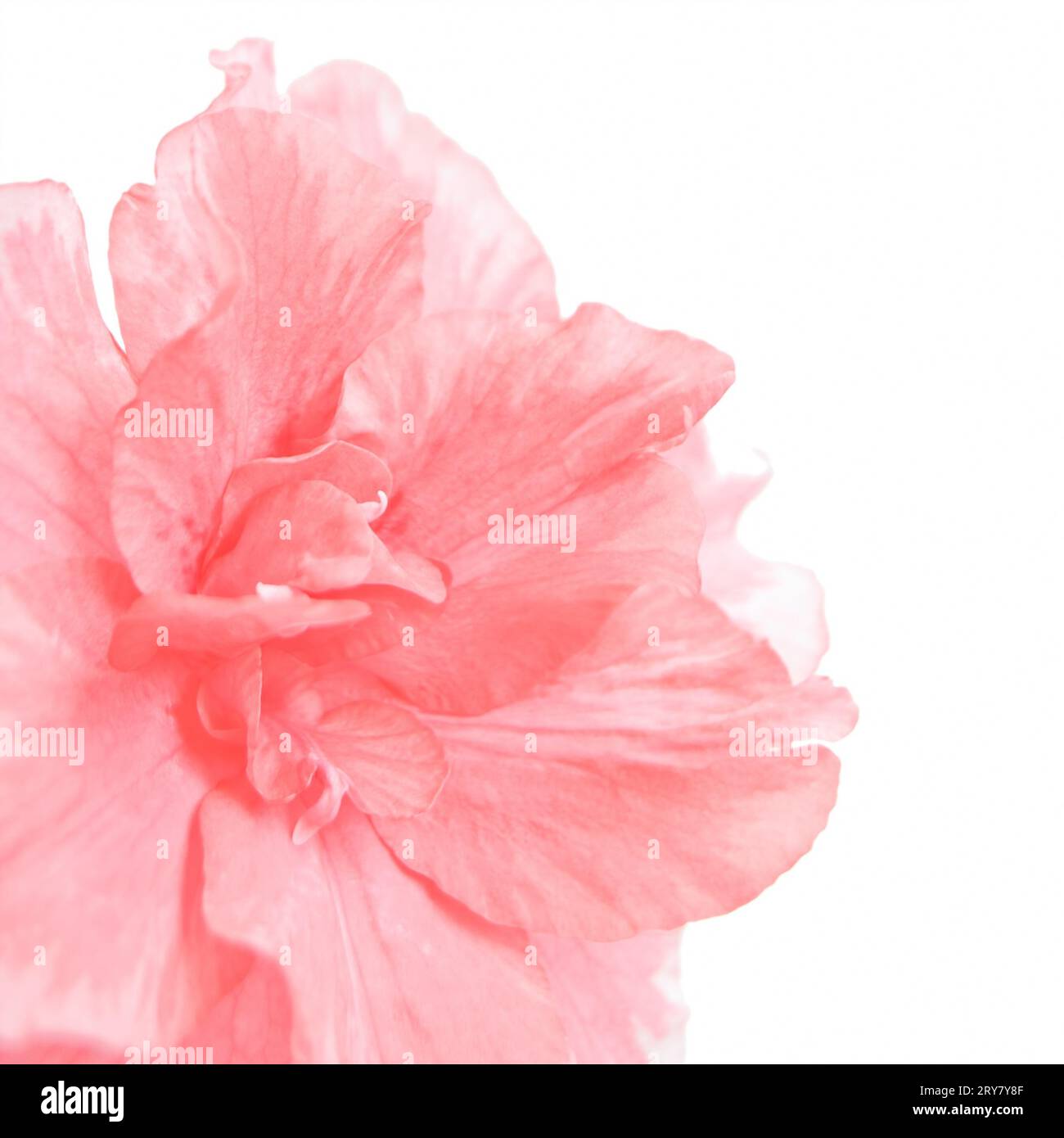 Azalea bloom up close hi-res stock photography and images - Alamy