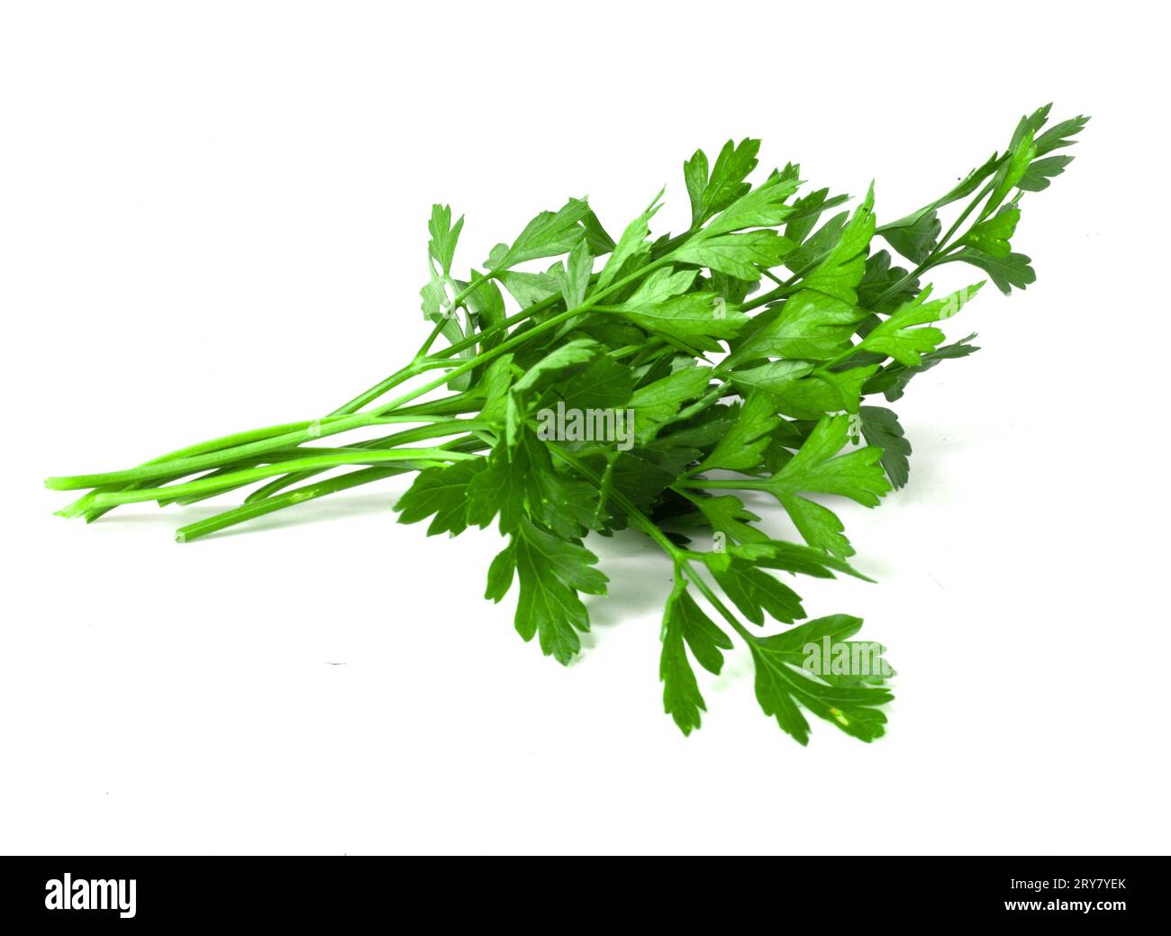 A bunch of parsley on a white background. Fresh fragrant herbs for cooking. Stock Photo