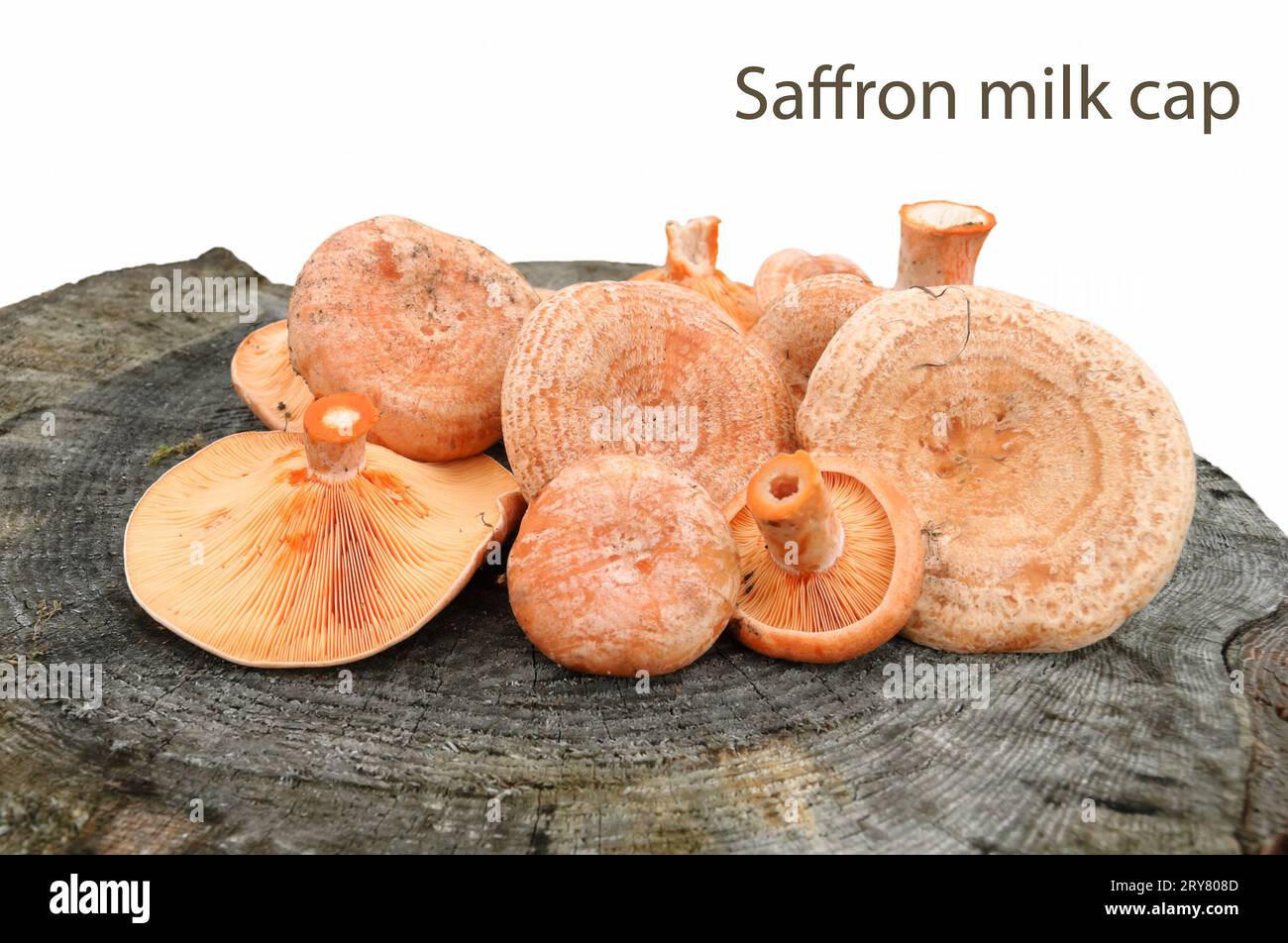 Saffron milk cap Stock Photo - Alamy