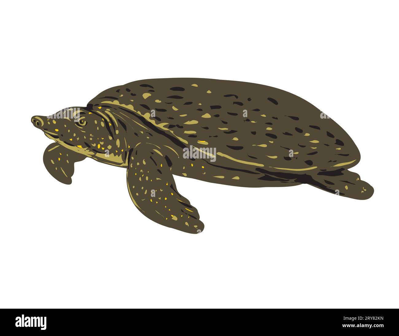 WPA poster art of an Asiatic softshell turtle, Southeast Asian softshell turtle,  Amyda ornata or black-rayed softshell turtle, Amyda cartilaginea don Stock Photo