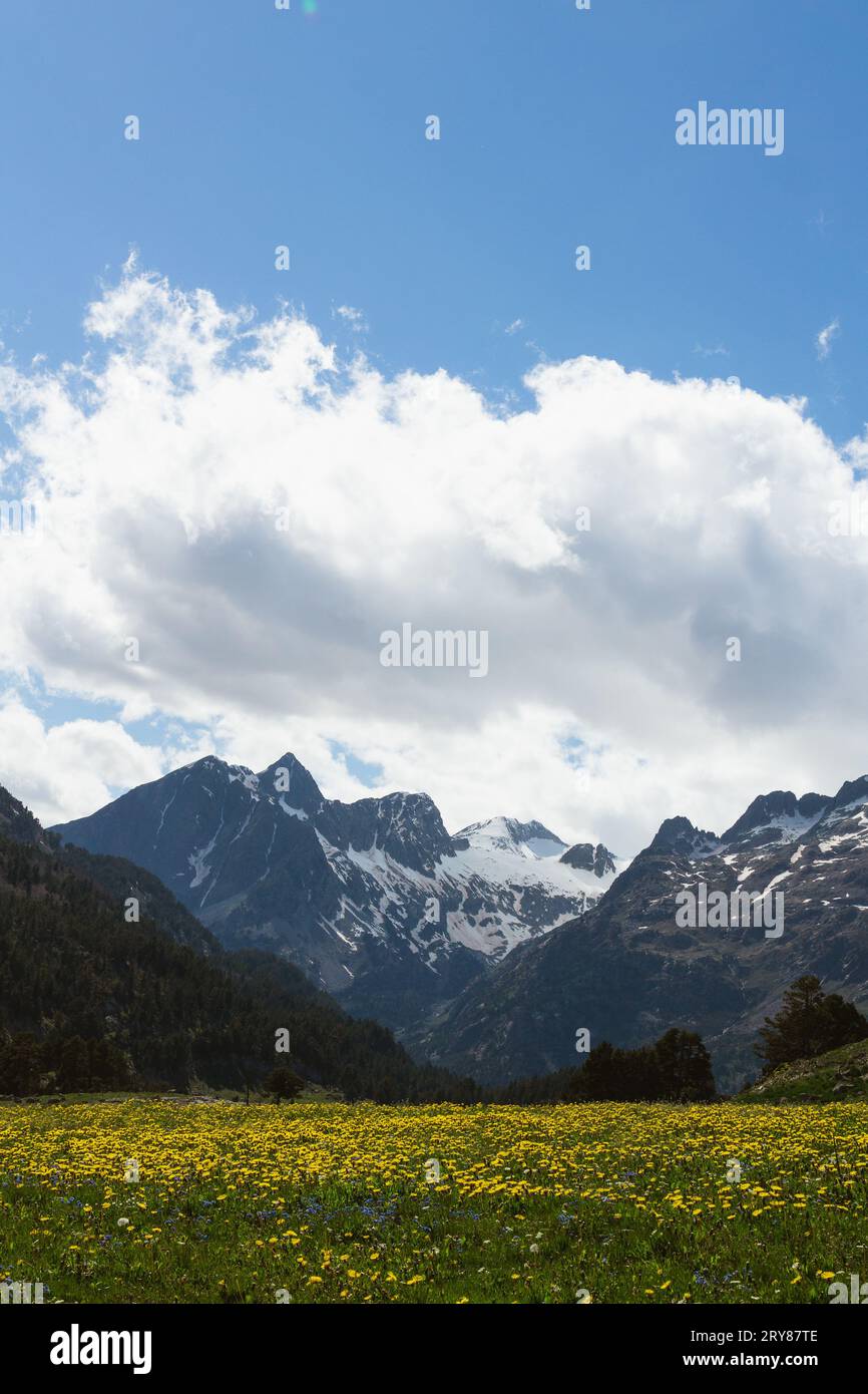 View of snowy mountain with yellow flowers in the Spanish Pyrenees
