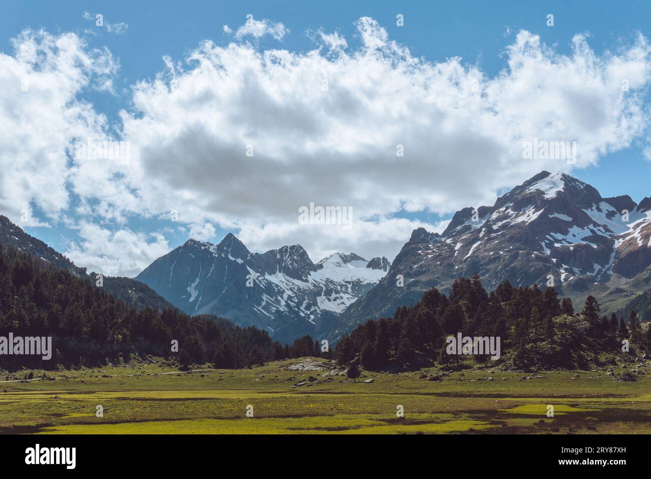View of snowy mountain with yellow flowers in the Spanish Pyrenees