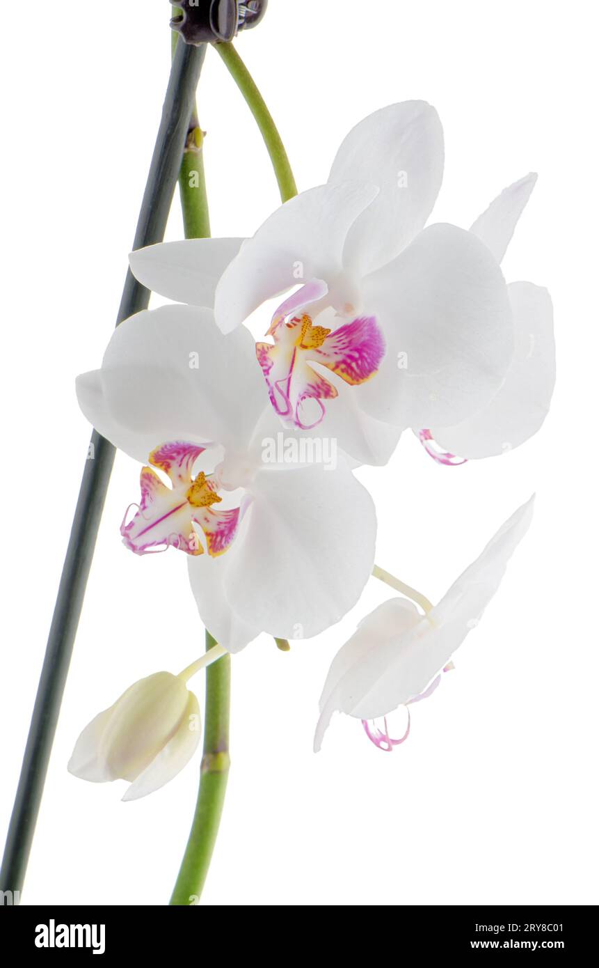 White and pink orchids Stock Photo - Alamy