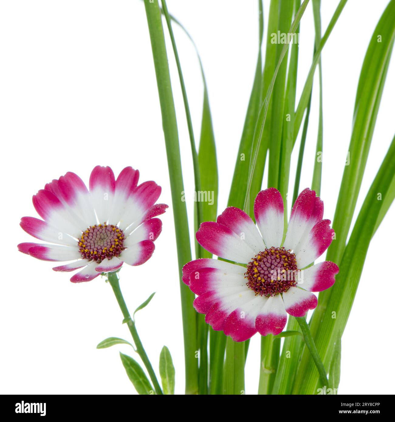 Beautiful pink flowers and green grass Stock Photo - Alamy