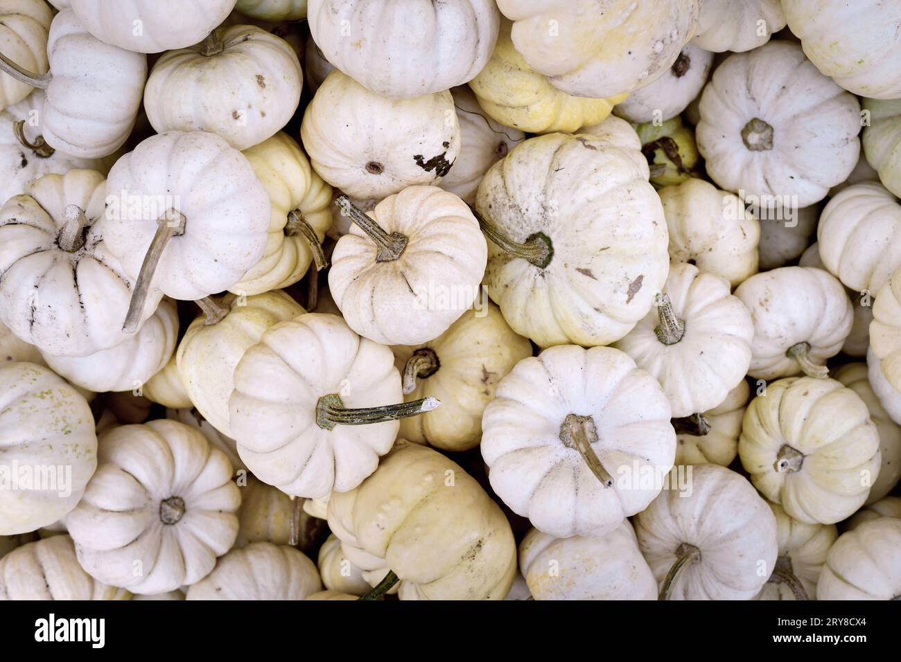 Top view of many small white Baby Boo pumpkins Stock Photo