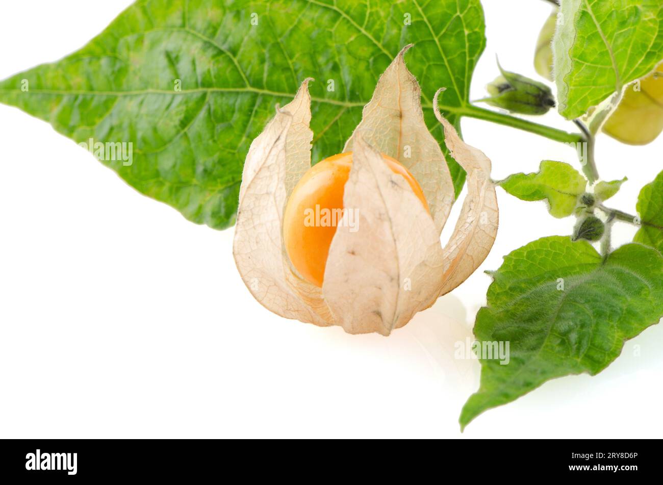 Gooseberry cut hi-res stock photography and images - Alamy