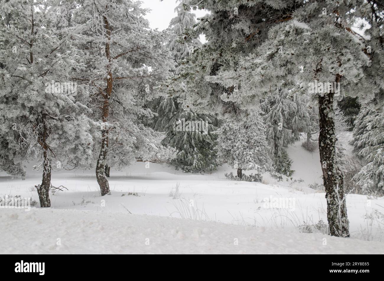 Snow and frost covered pine trees Stock Photo - Alamy
