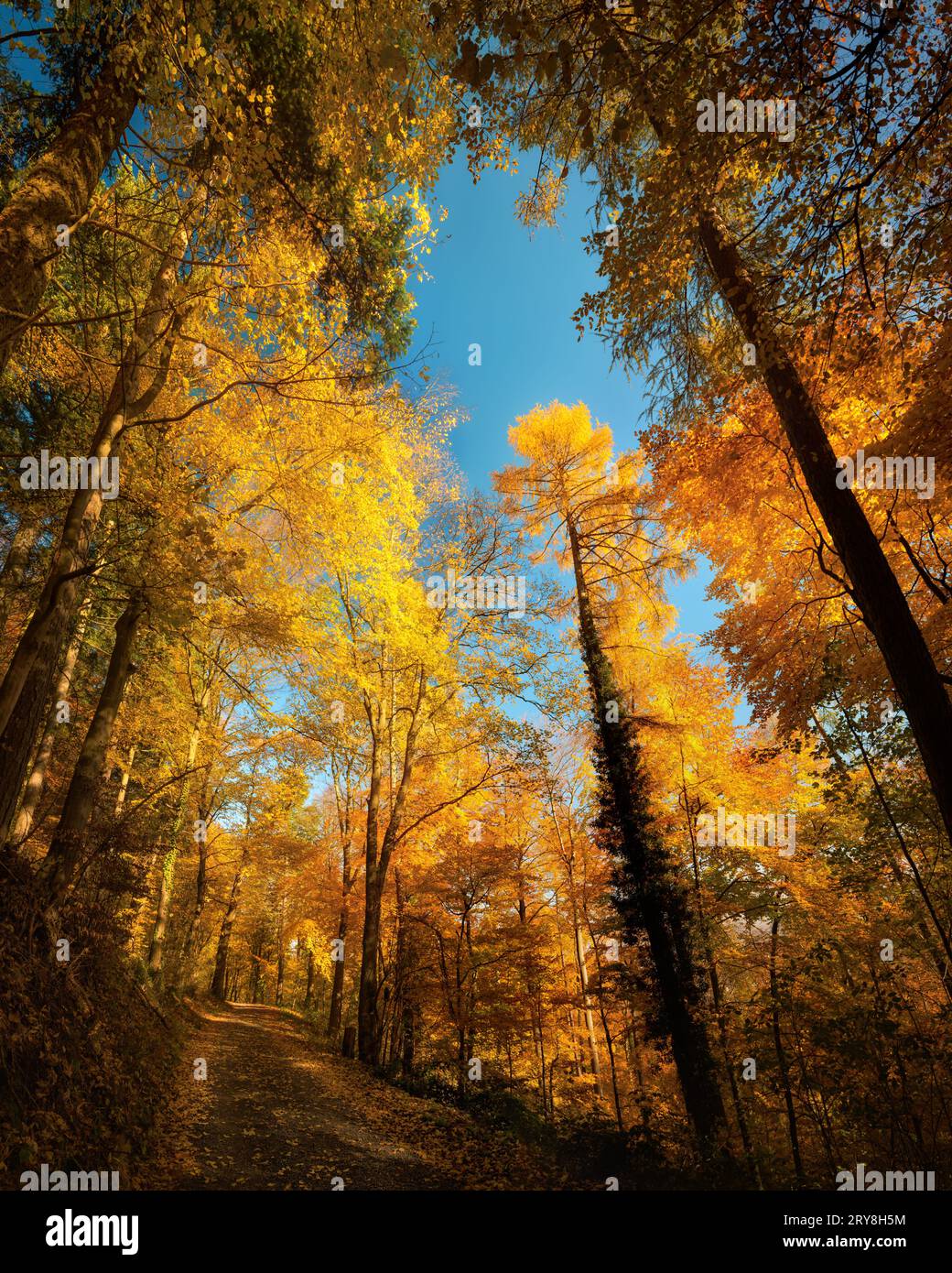 Trees in a forest growing towards the blue sky, with gorgeous autumn colors, sunshine and nice perspective Stock Photo