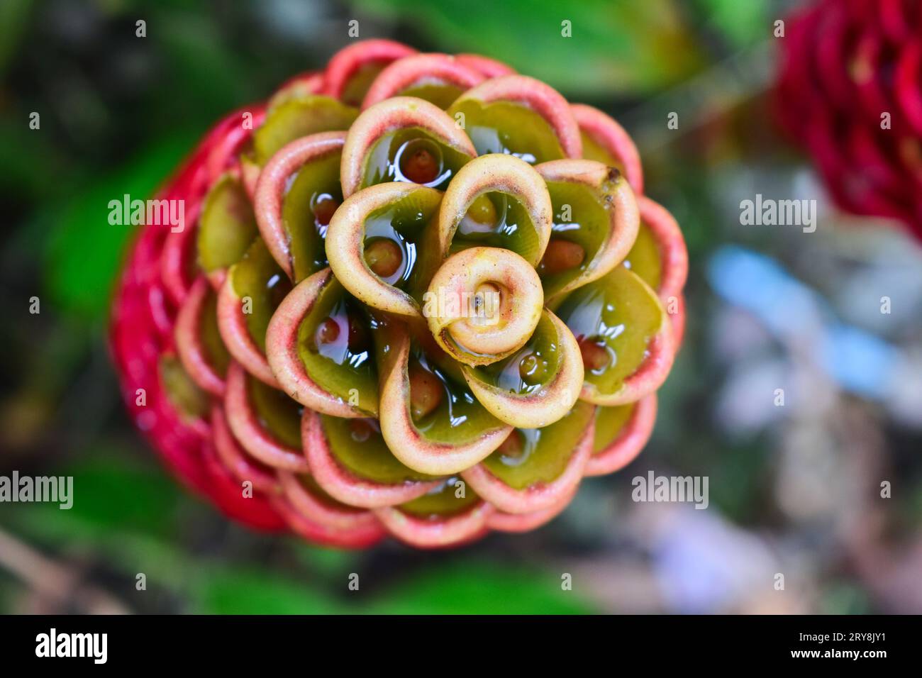 shampoo ginger lily with gingerscented fluid inside Stock Photo Alamy