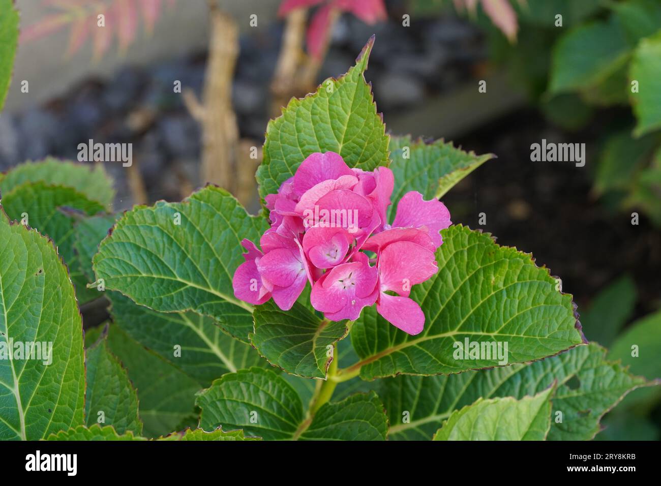 Hydrangea or commonly called Hortensia with dark pink flowers. A detail of the inflorescence with green leaves around. Stock Photo