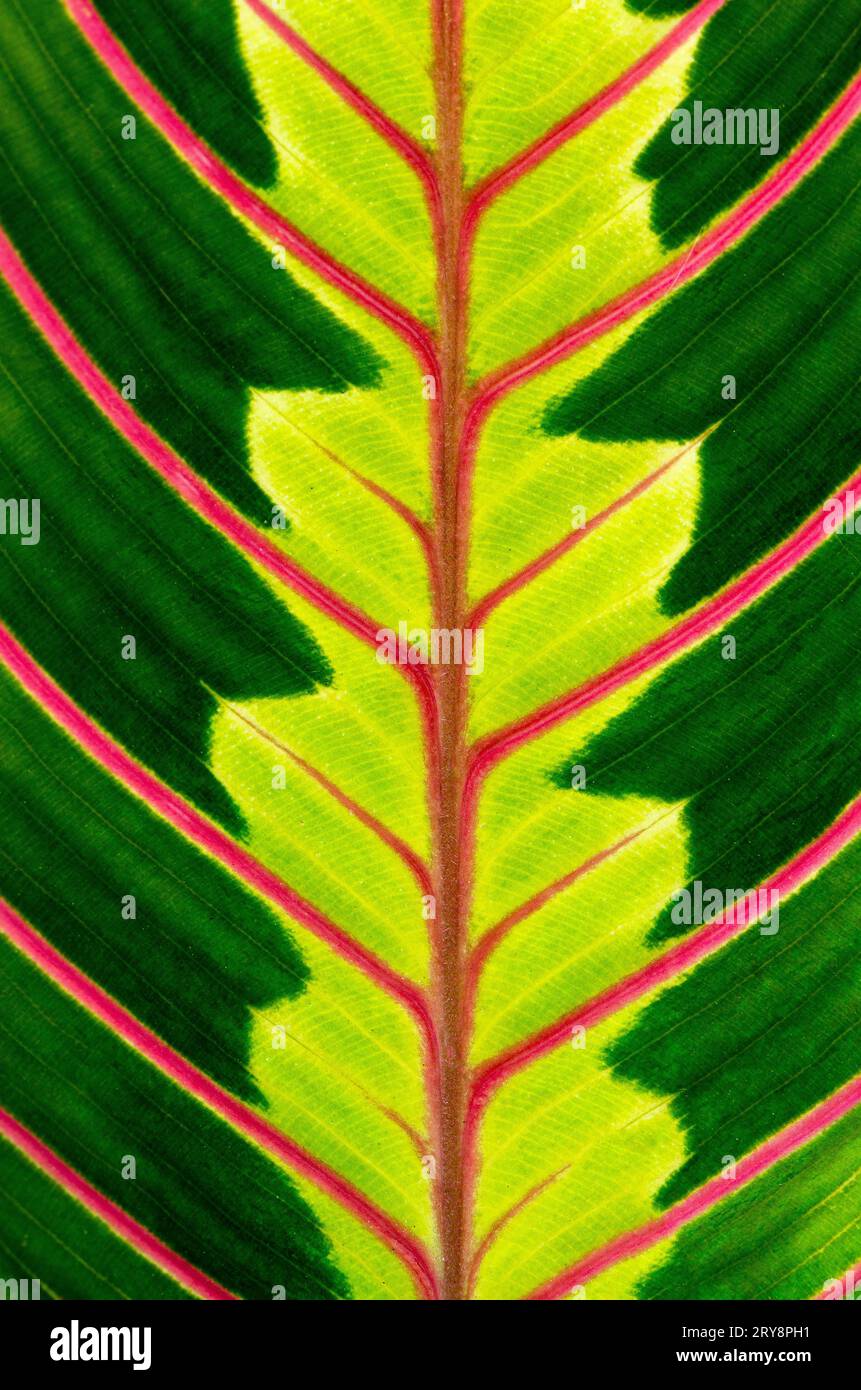 The Truth About Green Veins In Your Red Peppers - t8ai5lb
