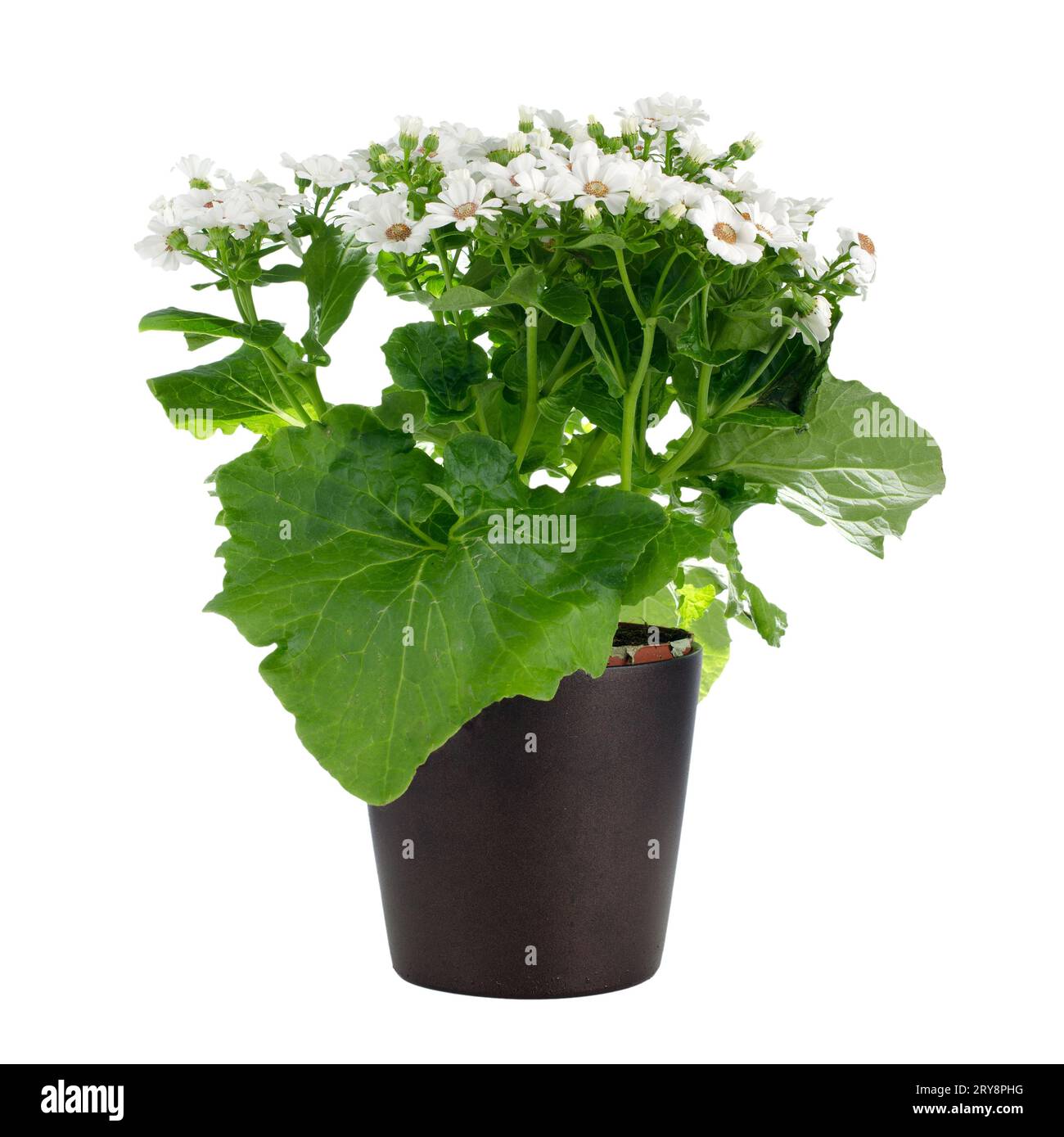 Beautiful White Flowers Stock Photo Alamy