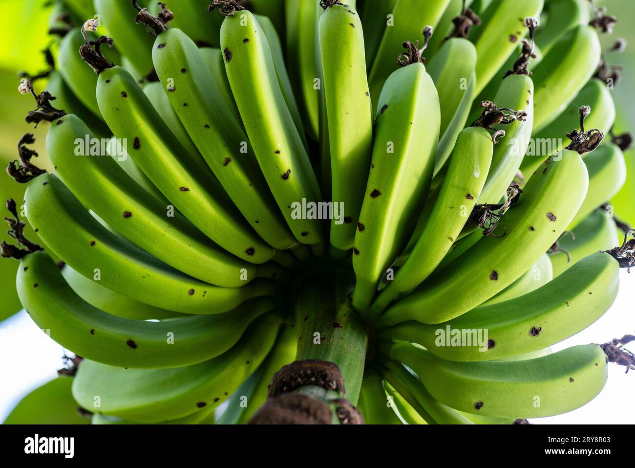 bananas on the branch in the amazón rainforest Stock Photo Alamy