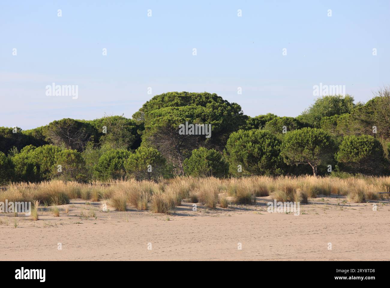 Wild environment with shrubs and sand typical of the Southern European area called Mediterranean scrub Stock Photo