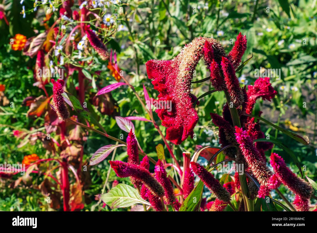 Crested Cockscomb Flower, scientifically known as Celosia argentea cristata have resemblance to a rooster's comb, featuring vibrant, crested, and ruff Stock Photo