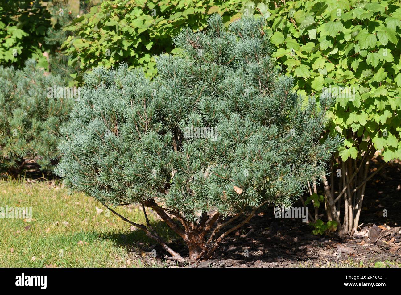 Young small pine tree in park Stock Photo