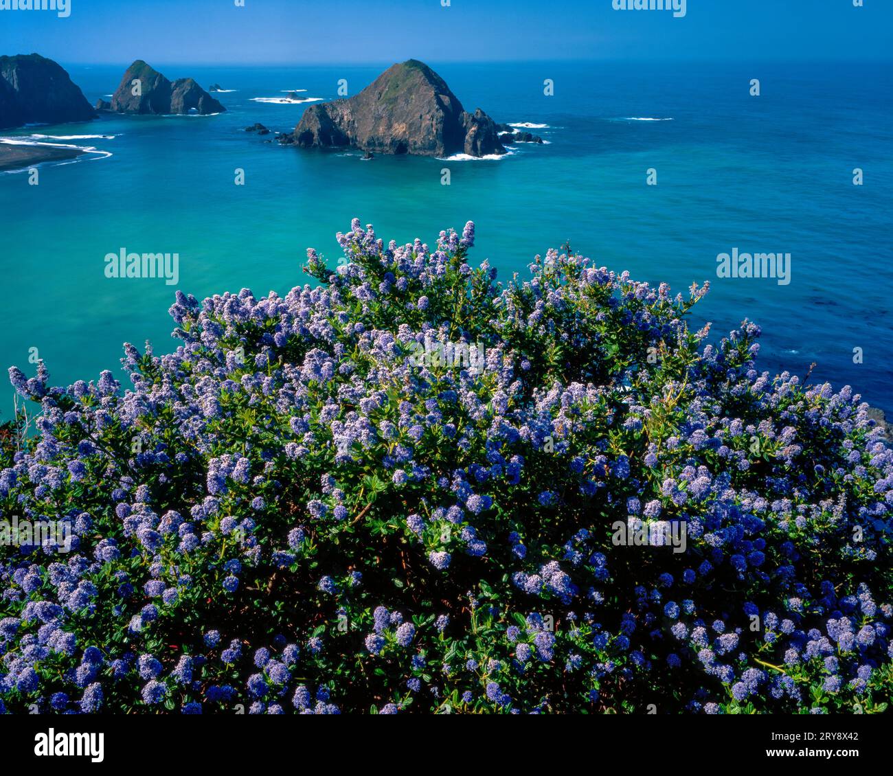 California Lilac, Ceanothus, Greenwood Cove, Greenwood State Beach, Town of Elk, Mendocino County, California Stock Photo