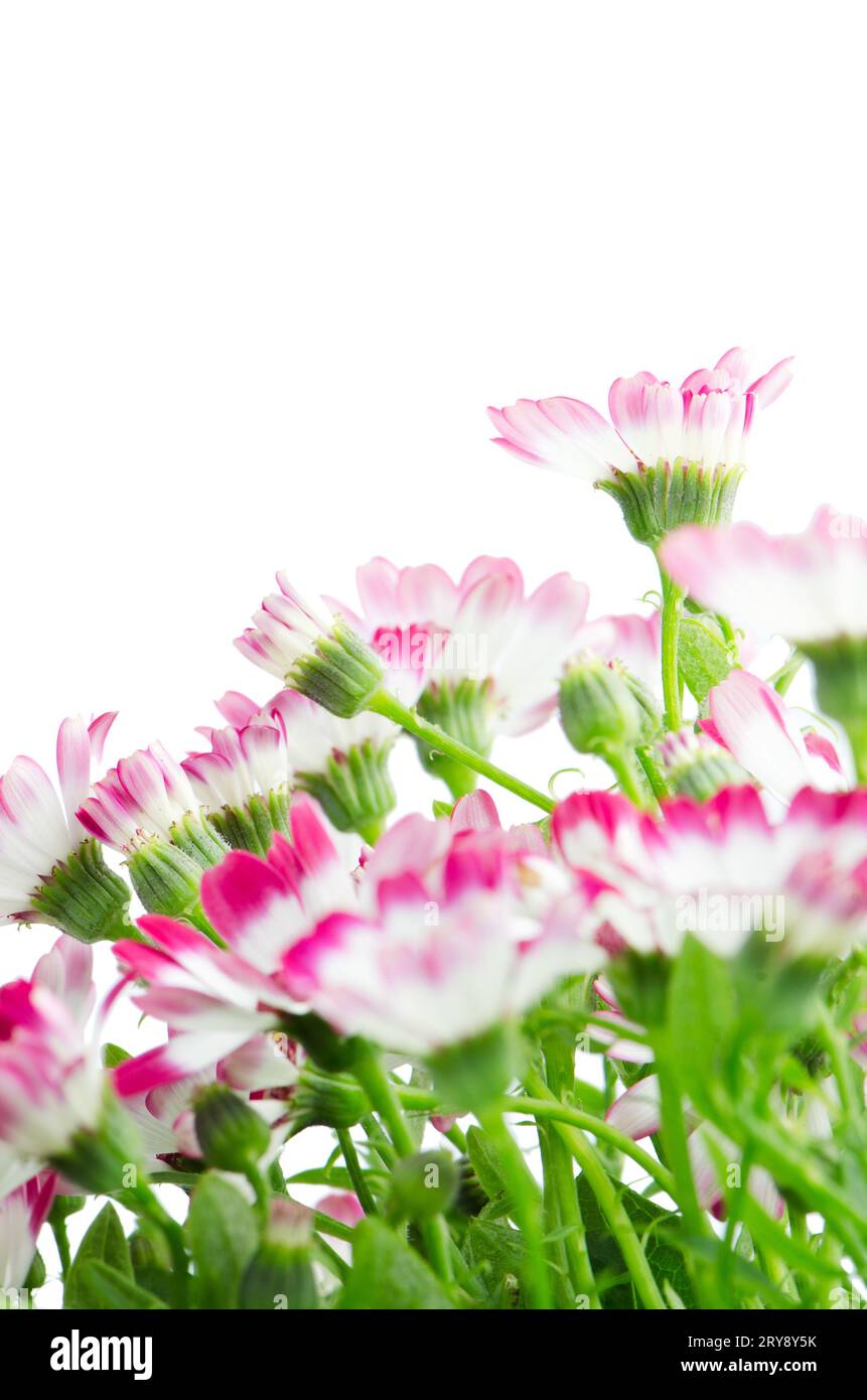 Beautiful pink flowers and green grass Stock Photo