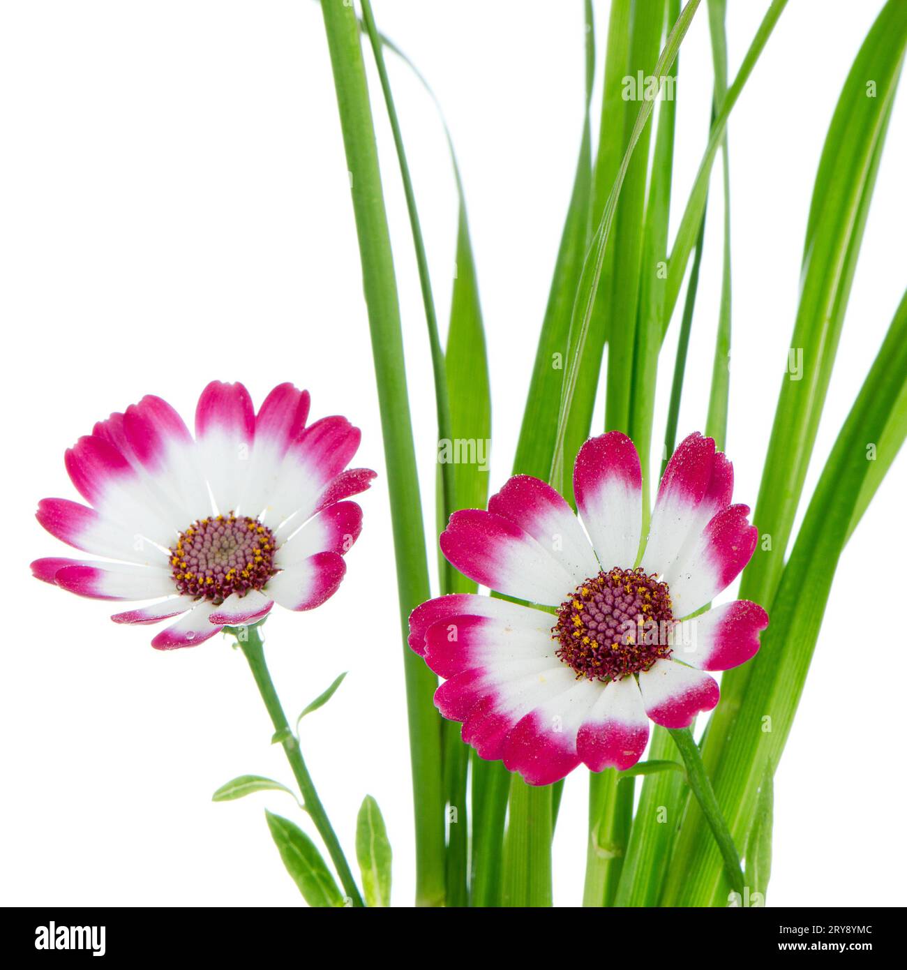 Beautiful pink flowers and green grass Stock Photo