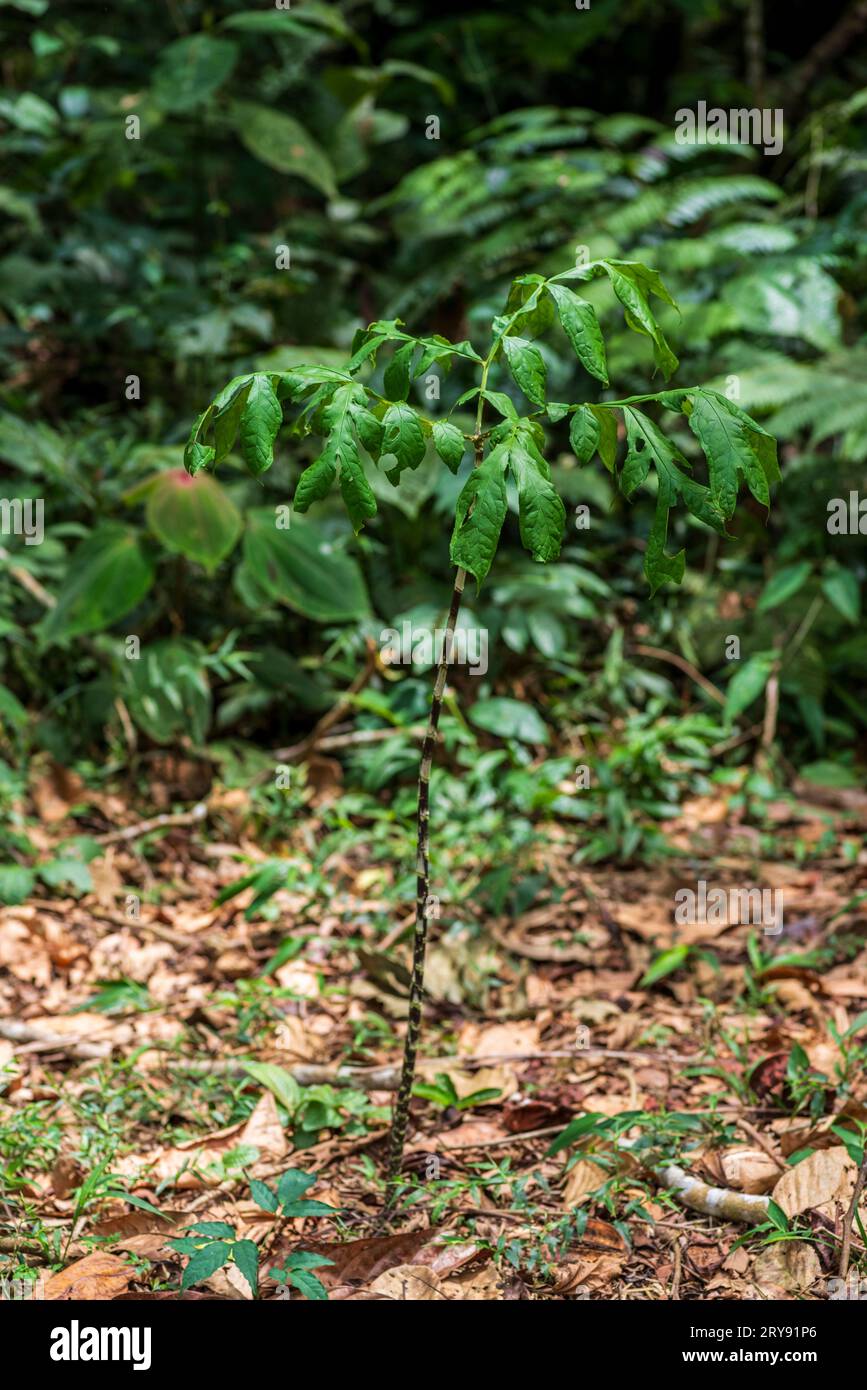 Dracontium loretense (sacha jergon), Amazonian medicinal plant, peruvian jungle, Perú. Stock Photo