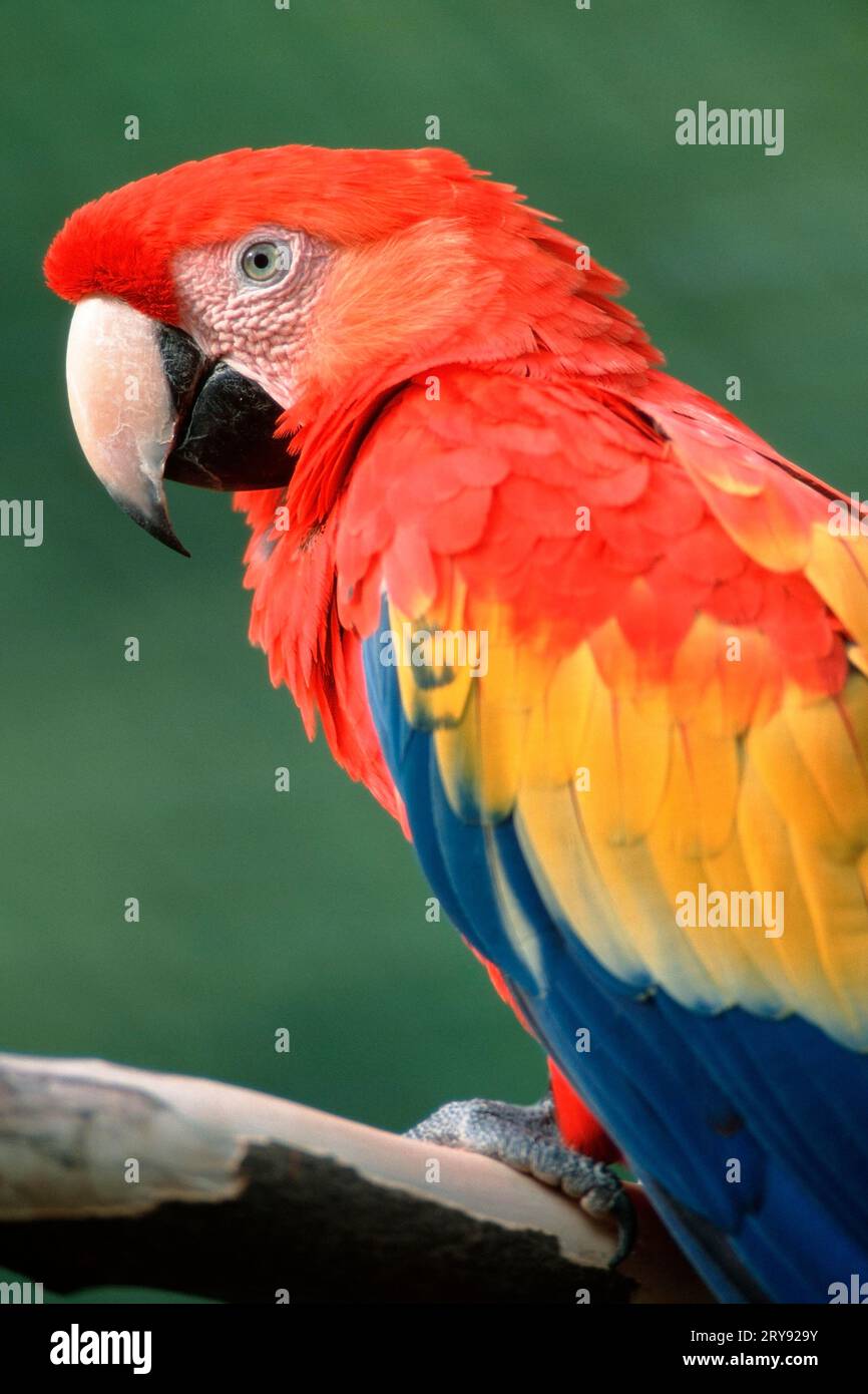 Scarlet macaw (Ara macao), single specimen Stock Photo - Alamy