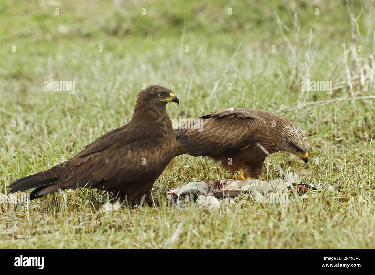 Red Kite (Milvus milvus) on the right and Hybrid Kite (cross between