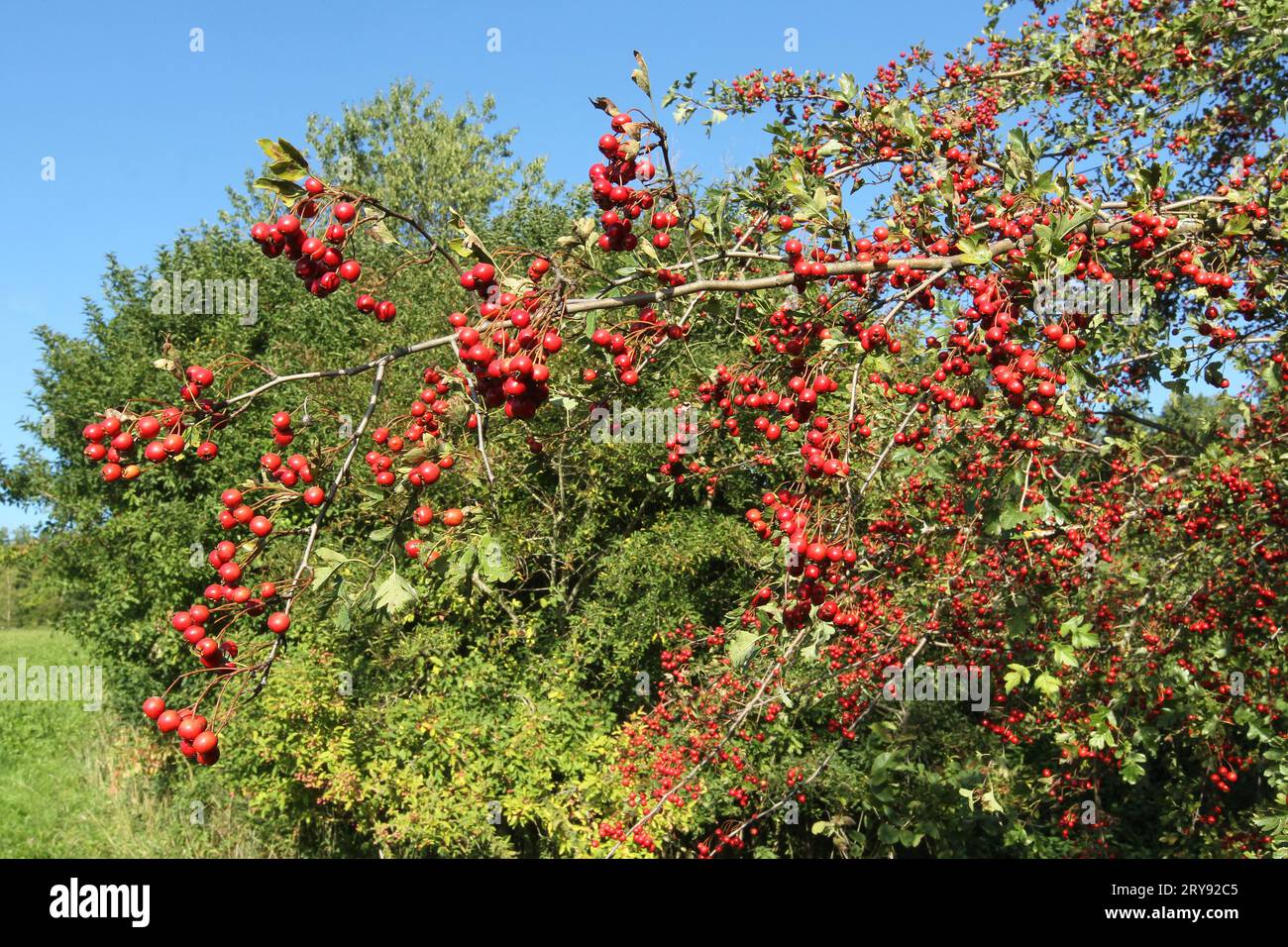 Common hawthorn (Crataegus monogyna) ripe red berries on a branch in a hedge, Allgaeu, Bavaria, Germany Stock Photo