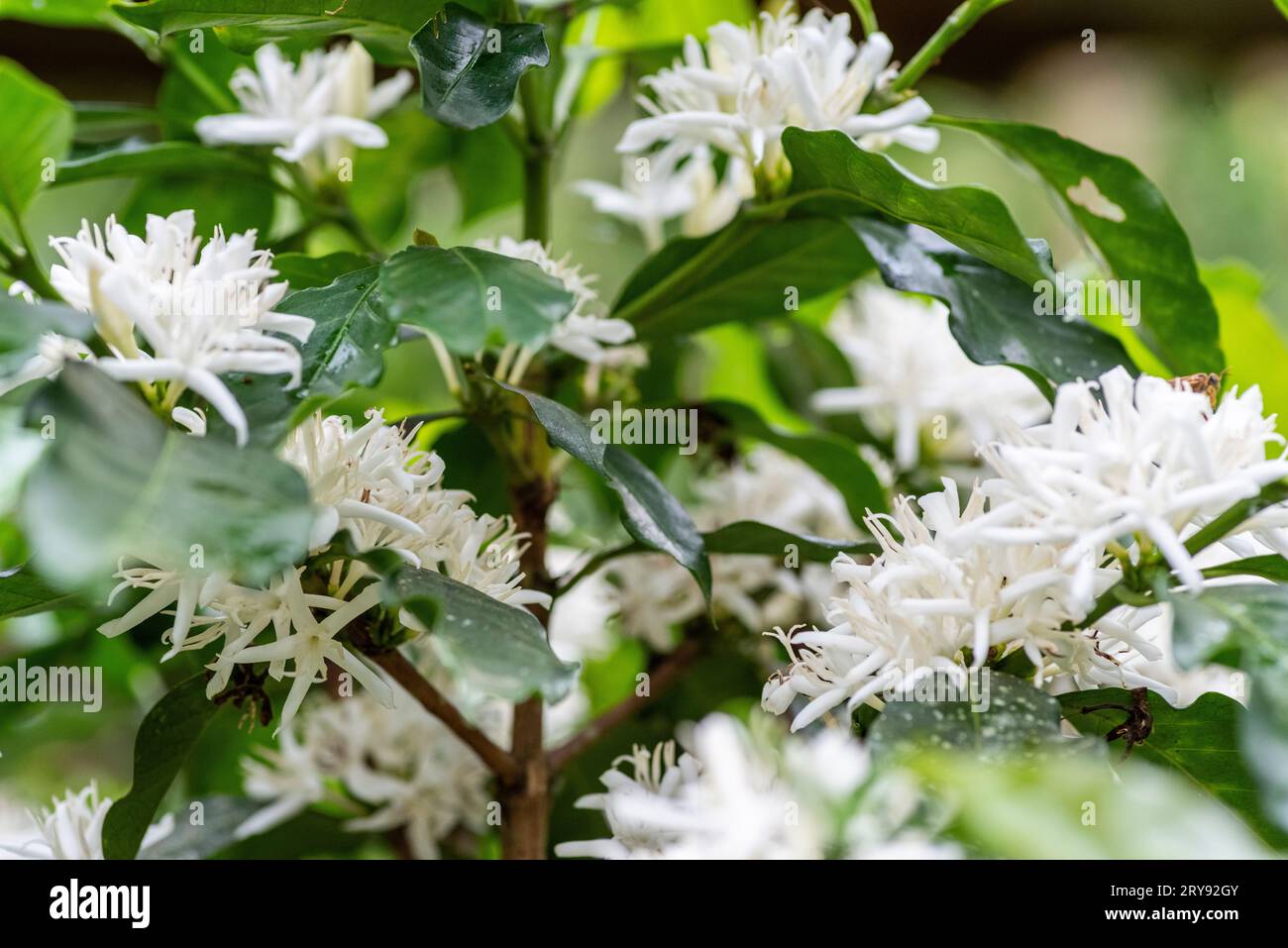 Coffee pollination hi-res stock photography and images - Alamy