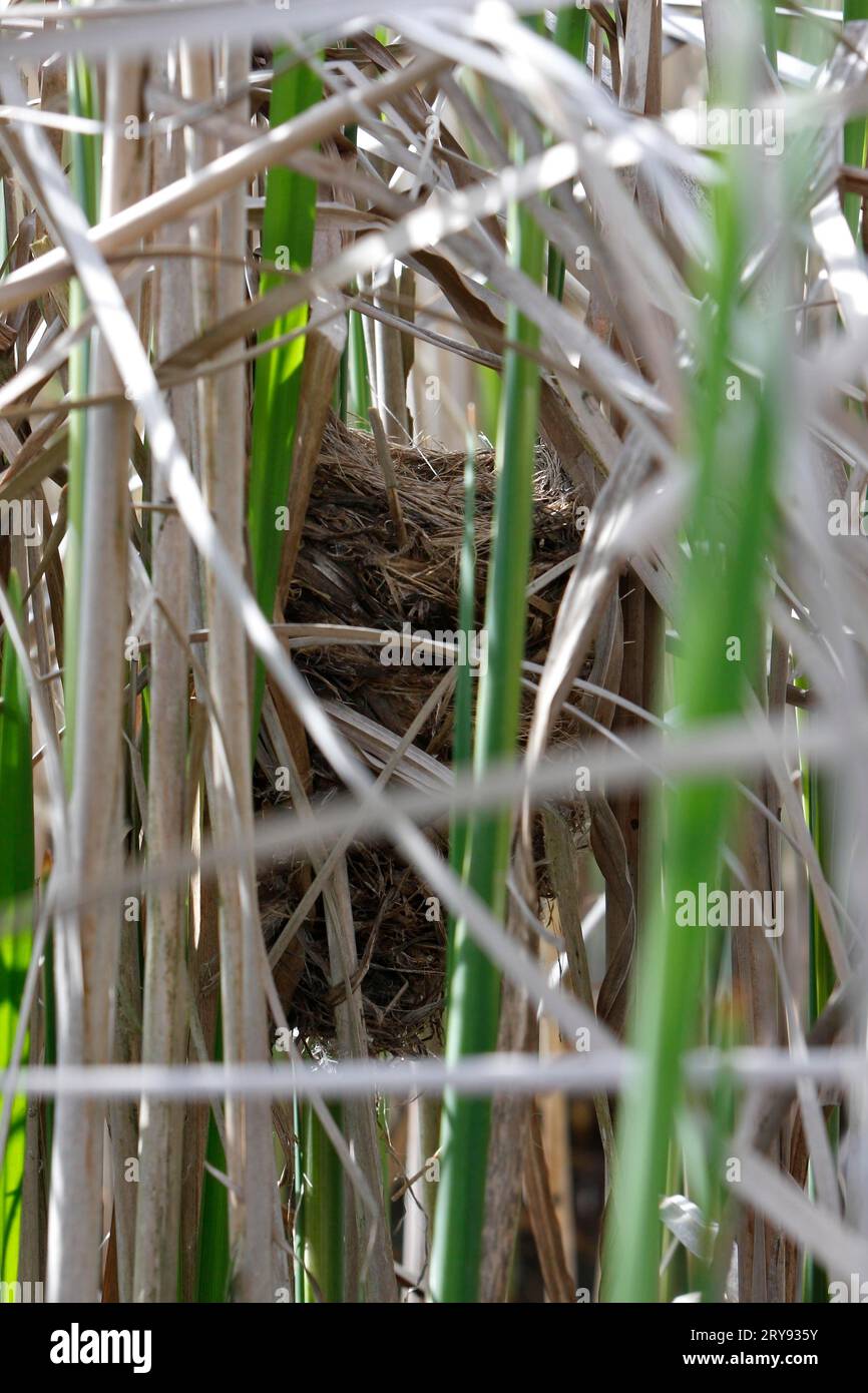 Savi's warbler (Locustella luscinioides), old nest in the reeds, Peenetal River Landscape nature park Park, Mecklenburg-Western Pomerania, Germany Stock Photo